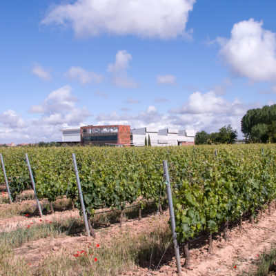 Bodega y Viñedos Martín Berdugo