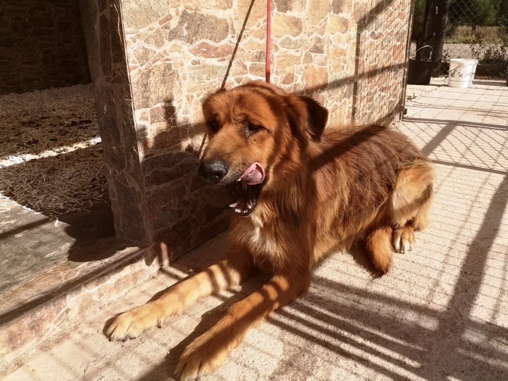 PERRO EN ADOPCIÓN